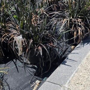 Siyah Çim (Ophiopogon planiscapus Nigramescens)