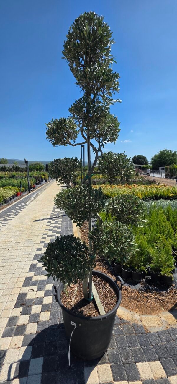 bonsai zeytin