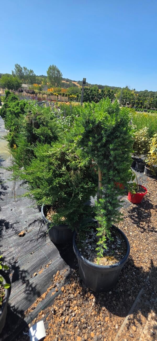 Çin ardıcı (Juniperus chinensis)