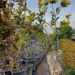 Fırca Calısı ( Callistemon myrtaceae)
