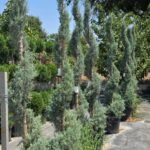 Şekilli spiral mavi servi (Hesperocyparis arizonica)