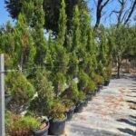 Spiral formlu limoni leylandi (Cupressocyparis leylandii spiralle)