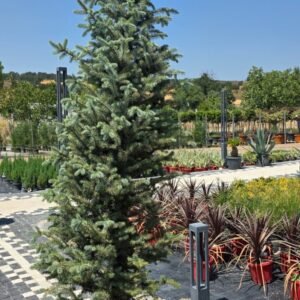 Mavi Ladin (picea pungens glauca)