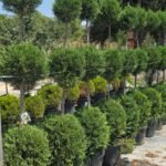 3 top Sarı Leylandi (Cupressocyparis leylandii three balls)