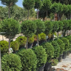 3 top Sarı Leylandi (Cupressocyparis leylandii three balls)