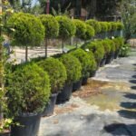 2 top limoni leylandi (Cupressus macrocarpa goldcrest two balls)