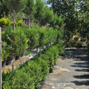 Şekilli 3 top Yeşil Leylandi (Cupressocyparis leylandii three balls)