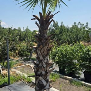 Palmiye (Arecaceae)