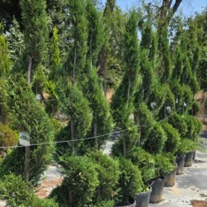 Şekilli spiral formlu servi (Cupressus macrocarpa goldcrest spiralle)