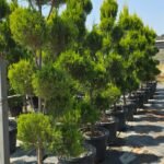 Şekilli Multiponpon limoni leylandi (Cupressocyparis leylandii)