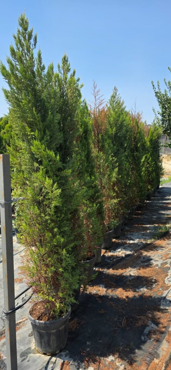Leylandi (Cupressocyparis leylandii)
