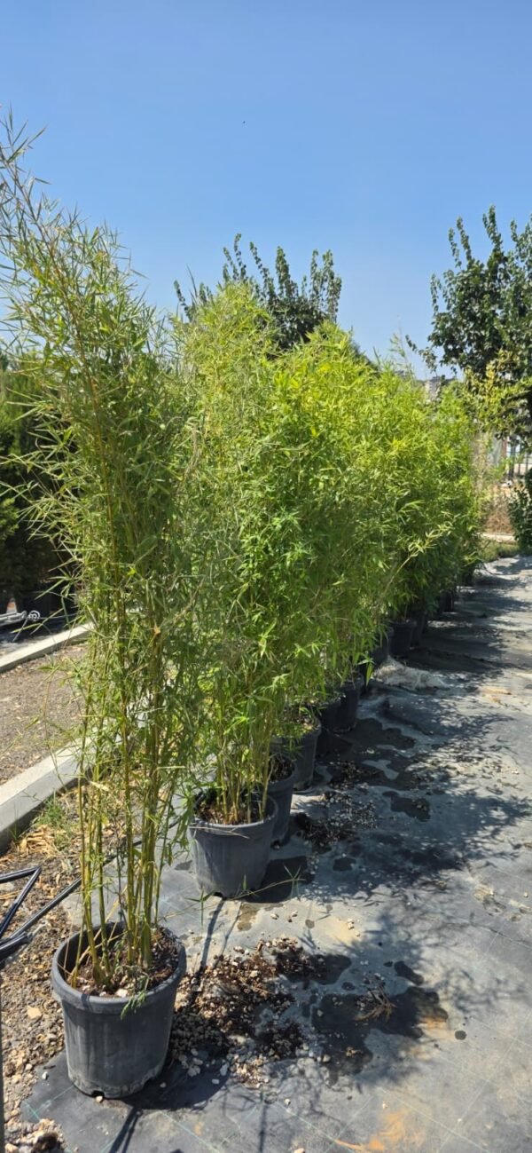 Bambu (Bambusa aurea)
