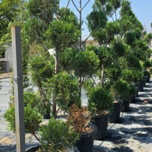 Şekilli Multiponpon servi