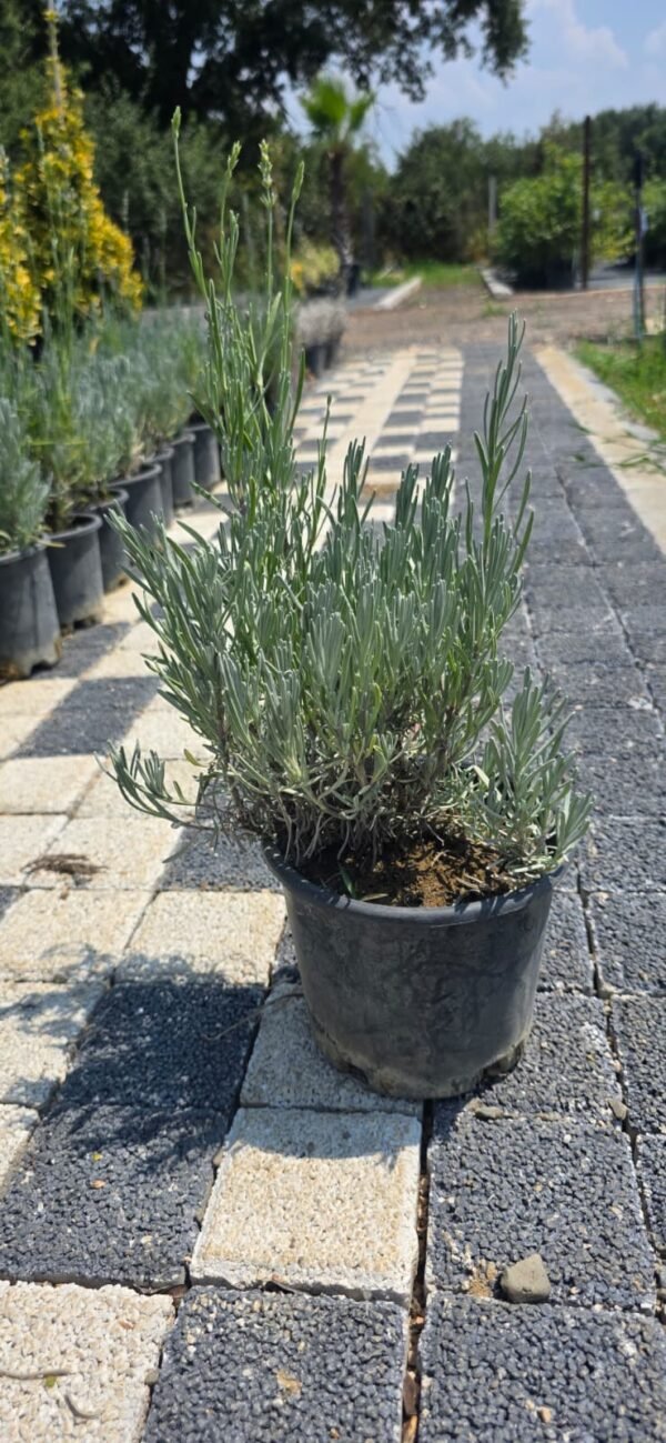 Lavanta (Lavandula angustifolia)
