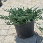 WhatsApp Image 2025-08-05 at 13.01.13