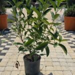 WhatsApp Image 2025-08-05 at 13.01.16