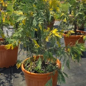 Su Sediri (Calocedrus decurrens)