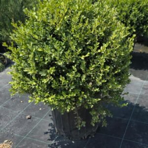 Buxus Sempervirens Ball