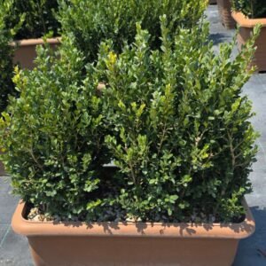 Şimşir Dikdörtgen (Buxus sempervirens)