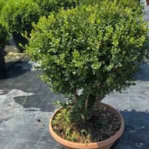 Şimşir Paraşüt (Buxus microphylla cone)