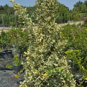 Taflan Gümüş Piramit (Euonymus japonicus aureo marginatus cone/pyramid)