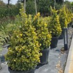 WhatsApp Image 2025-08-05 at 13.01.22 (1)