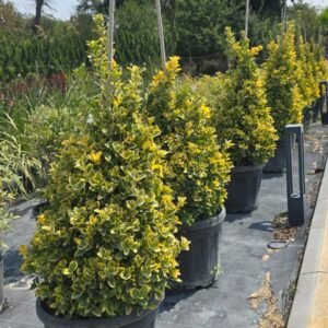 Taflan Altın Pramit (Euonymus japonicus aureo marginatus cone/pyramid)