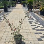 WhatsApp Image 2025-08-05 at 13.01.23 (2)