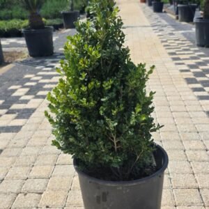 Şimşir Pramit (uxus sempervirens)