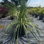 WhatsApp Image 2025-08-05 at 13.01.24 (1)