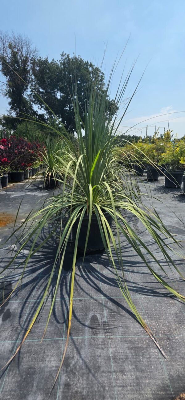 Yeni Zelanda Keteni (Phormium tenax)