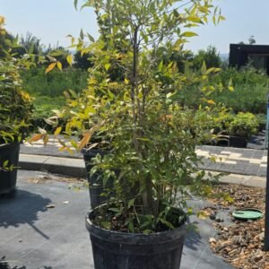 Nandina (Nandina domestica gulf stream)