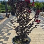 WhatsApp Image 2025-08-05 at 13.01.25