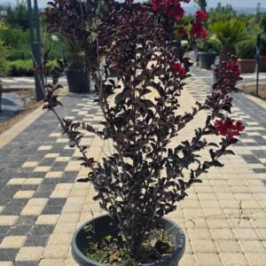 Black Diamond Kırmızı Oya