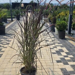 Pennisetum setaceum 'Rubrum'