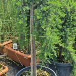 WhatsApp Image 2025-08-05 at 13.01.26