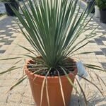 WhatsApp Image 2025-08-05 at 13.01.27 (1)