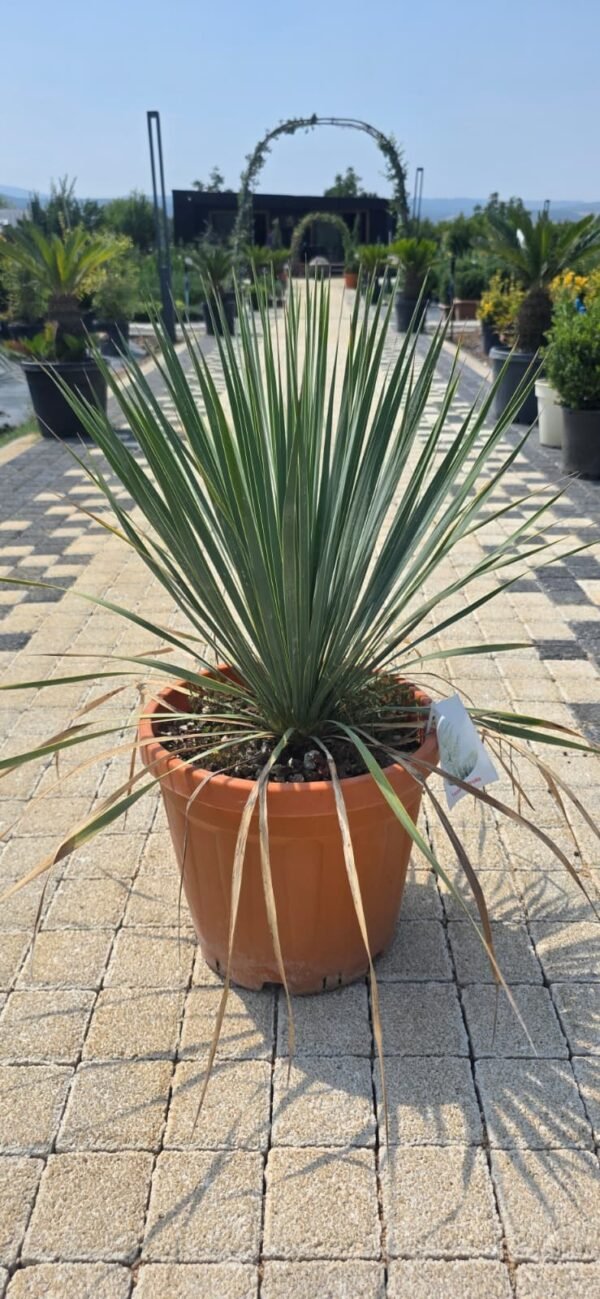Yucca (Yucca elephantipes)
