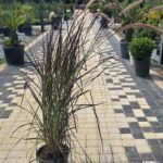 WhatsApp Image 2025-08-05 at 13.01.27