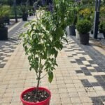 WhatsApp Image 2025-08-05 at 13.01.27 (2)