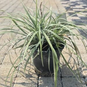 Kareks (Carex hachijoensis)