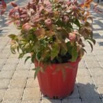 WhatsApp Image 2025-08-05 at 13.01.28