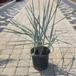 WhatsApp Image 2025-08-05 at 13.01.28 (2)