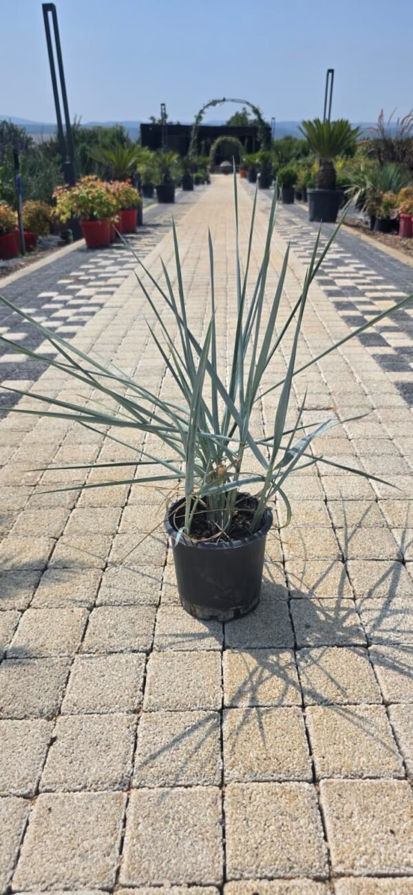 Tuz Çavdarı (Leymus arenarius 'Blue Dune')