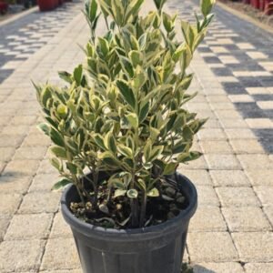 Bravo Taflan (Euonymus Japonicus ‘Bravo’)