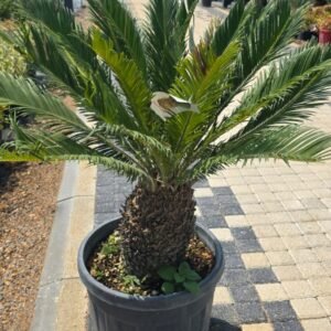 Sıkas (Cycas revoluta)