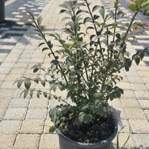 Euonymus Alatus (Yanar Taflan)