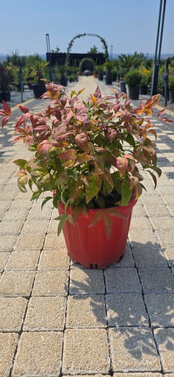 Nandina Domestica fire power