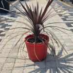 WhatsApp Image 2025-08-05 at 13.01.29 (1)