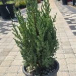 WhatsApp Image 2025-08-05 at 13.01.29 (2)